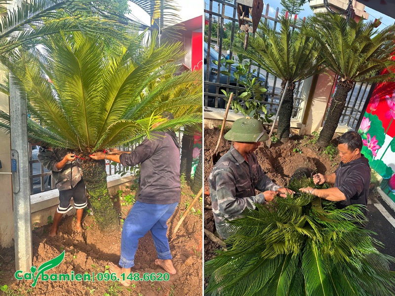 Bứng và buộc cành lá của cây Vạn Tuế cổ thụ, lóng thân cao hơn 1m