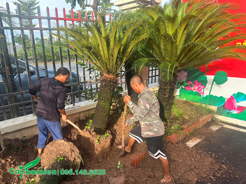 Công nhân đang bứng cây Vạn Tuế cổ thụ