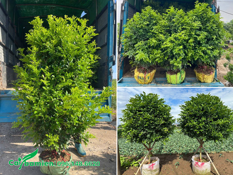 Bứng bầu và bốc xếp cây Nguyệt Quế lên xe tải