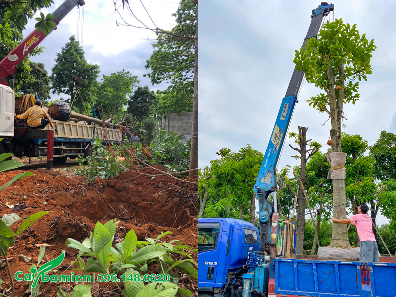Bứng bầu và cẩu cây sala lên thùng xe bằng cần cẩu tự hành