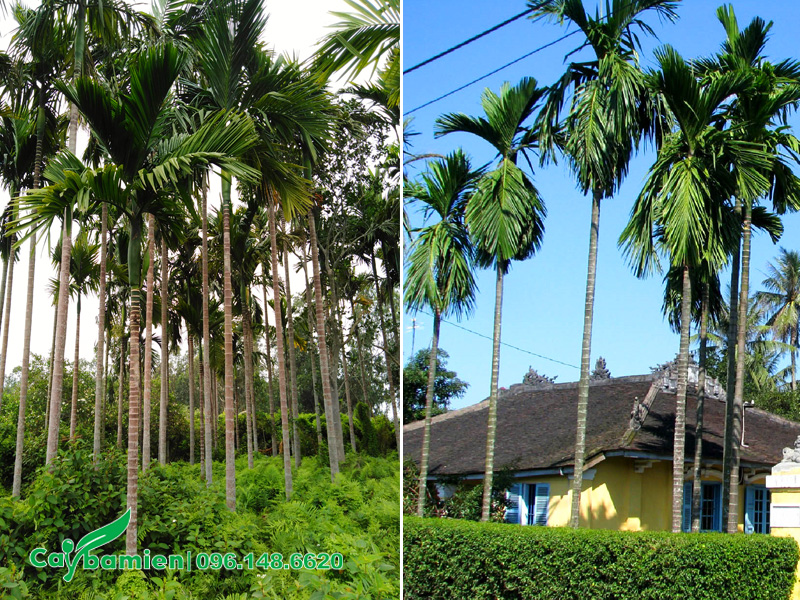 Cau cổ thụ trồng sân vườn nhà Việt