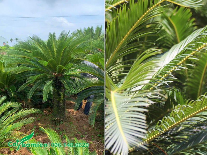 Lá vạn tuế xanh quanh năm suốt tháng