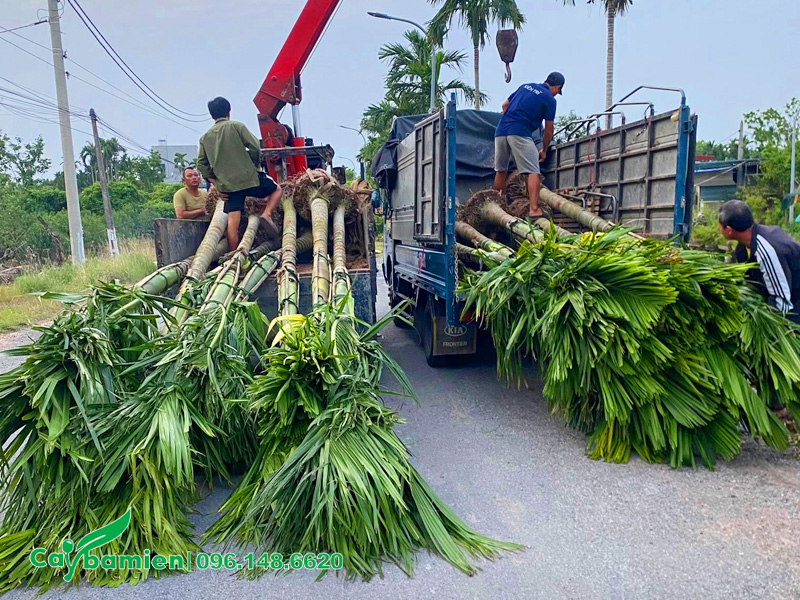 Di chuyển cây cau ta vào hố trồng tại dự án