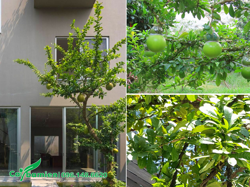 Hình ảnh cây đào tiên cảnh đẹp trồng sân vườn biệt thự