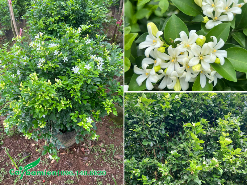 Hình ảnh cây hoa Nguyệt Quế được trồng phổ biến ở Việt Nam