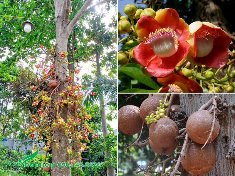 Cây sala lâu năm, hoa đẹp, quả tròn xoe treo đầy trên thân cây