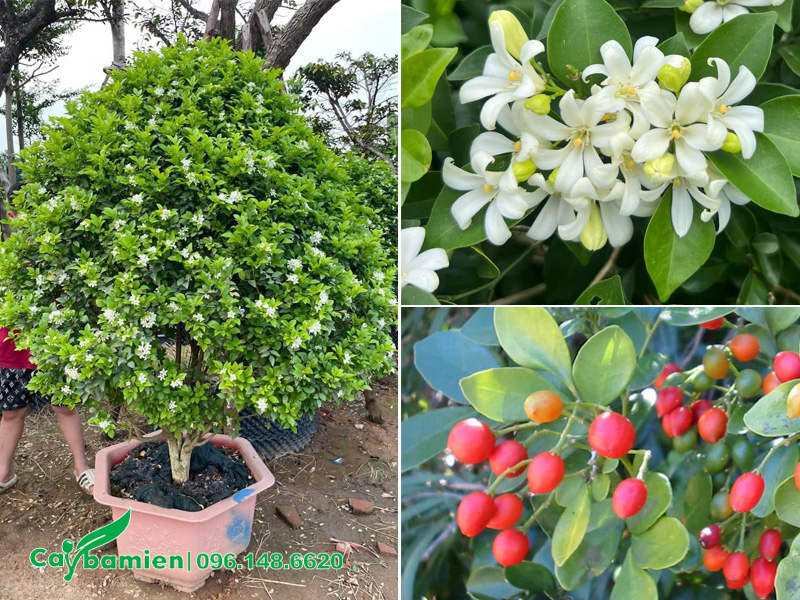 Hình dáng và những điểm đặc trưng hình thái của cây Nguyệt Quế