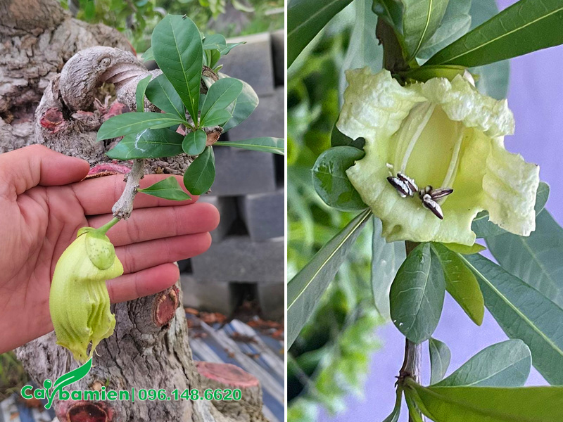 Hoa cây Đào Tiên mọc ra từ thân