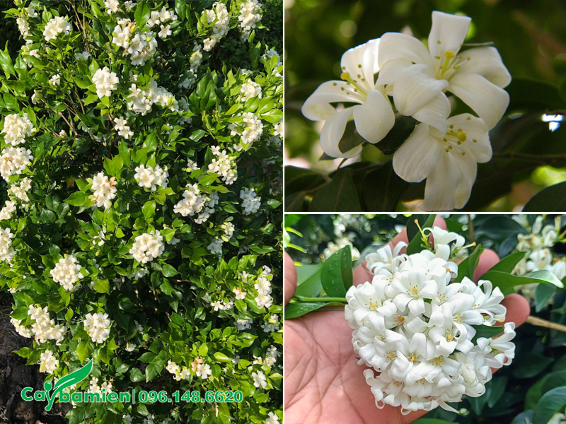 Hình dáng chùm hoa Nguyệt Quế trắng tinh khi bung nở