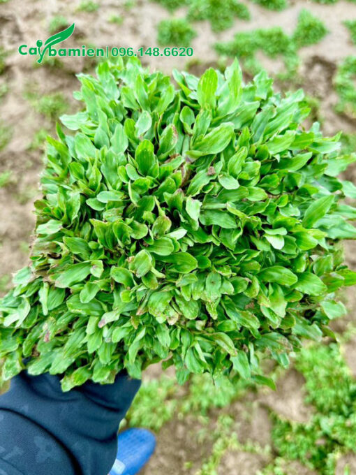 Từng khóm cỏ đường kính khoảng 20cm
