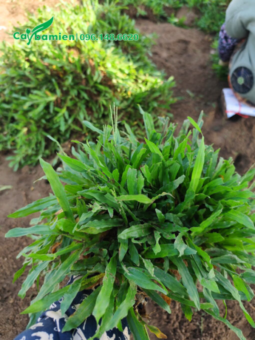 Cỏ lá gừng ta chất lượng, khóm to, xanh đẹp