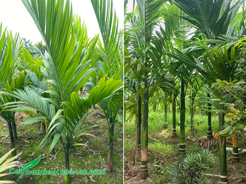 Vườn cây cau ta giống lộ thân từ 0 - 30cm