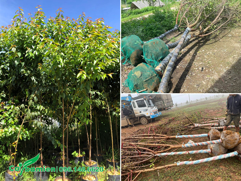 Vườn nhân giống và nuôi trồng cây hoa mai anh đào cung cấp cho công trình ở miền Bắc
