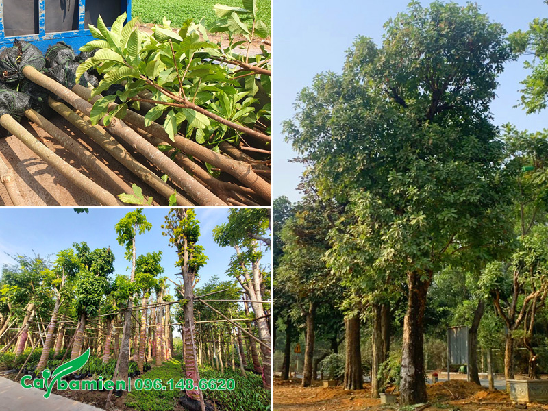 Kích thước cây sala từ hàng công trình đến cây cổ thụ hàng chục năm tuổi