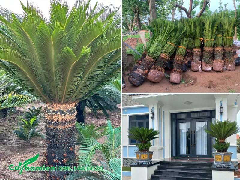 Mua cây Vạn Tuế lâu năm, lóng thân cao 50 - 80cm