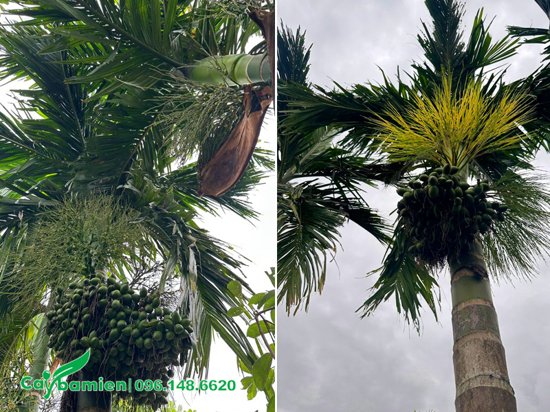 Tán của cây cau công trình chiều cao 5 - 6m