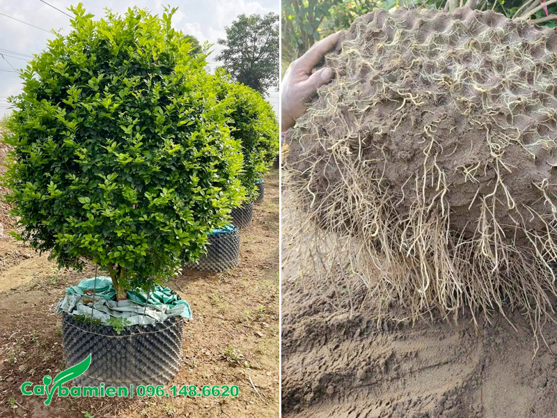 Kiểm tra bầu đất và hệ rễ của Cây Nguyệt Quế dâm ủ