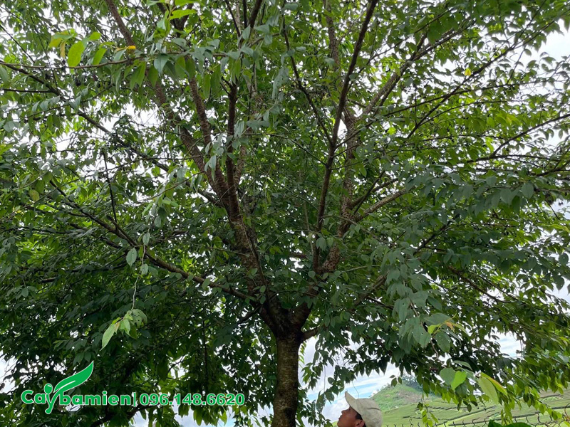 Tán lá cây mai anh đào trồng lấy bóng mát trước nhà