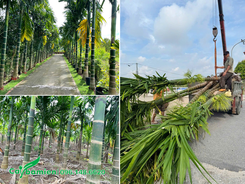 Vườn cây cau ta lâu năm, tại Hà Nội của Cây Ba Miền