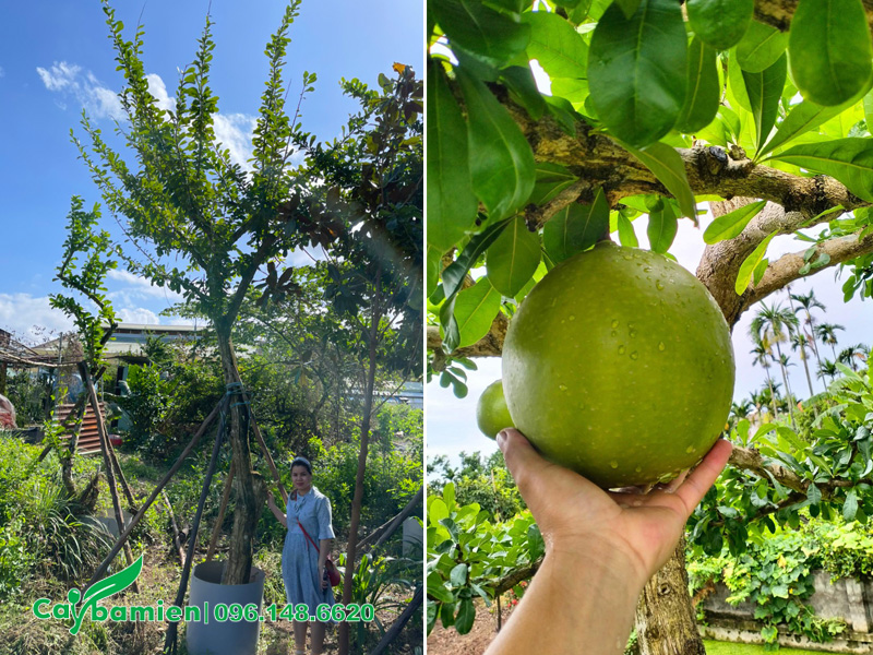 Mua cây Đào Tiên khỏe đẹp, đã dâm ủ