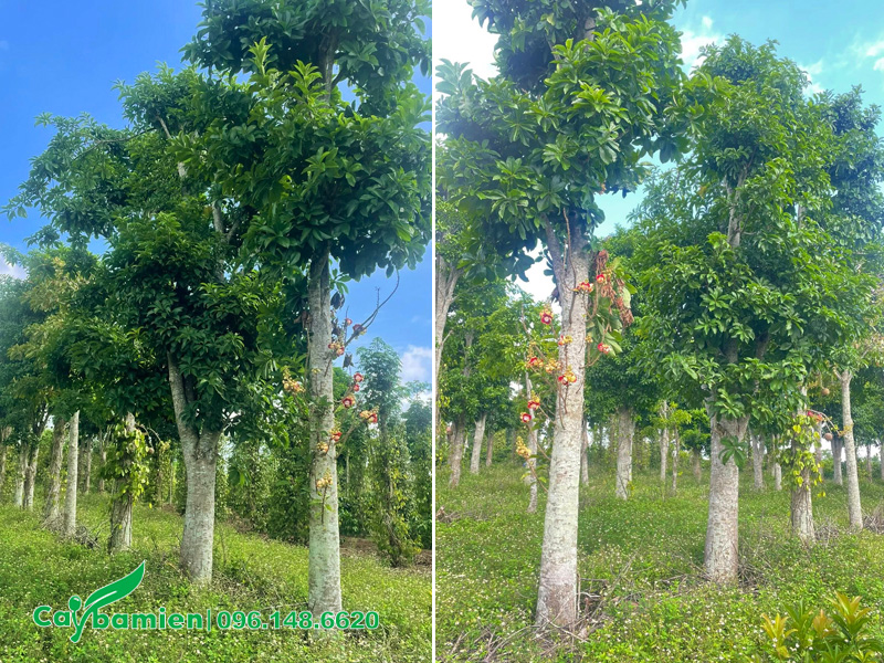 Vườn sala cổ thụ dược 25 - 30 năm tuổi