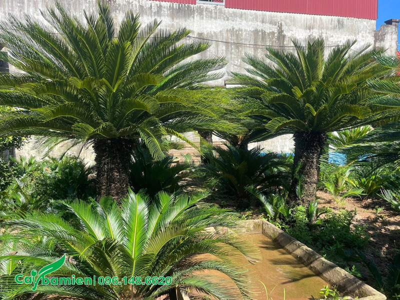 Trồng cây Vạn Tuế ở vị trí có ánh nắng tốt nhất