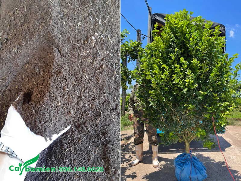 Bán và thi công trồng cây Nguyệt Quế ở khu vực miền Nam