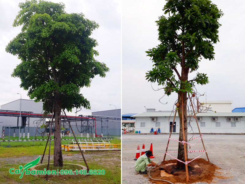 Tiến hành chống cọc và tưới đẫm nước cho cây mới trồng