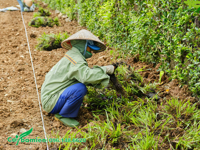 Tiến hành trồng cỏ lá gừng cho dải phân cách đường phố