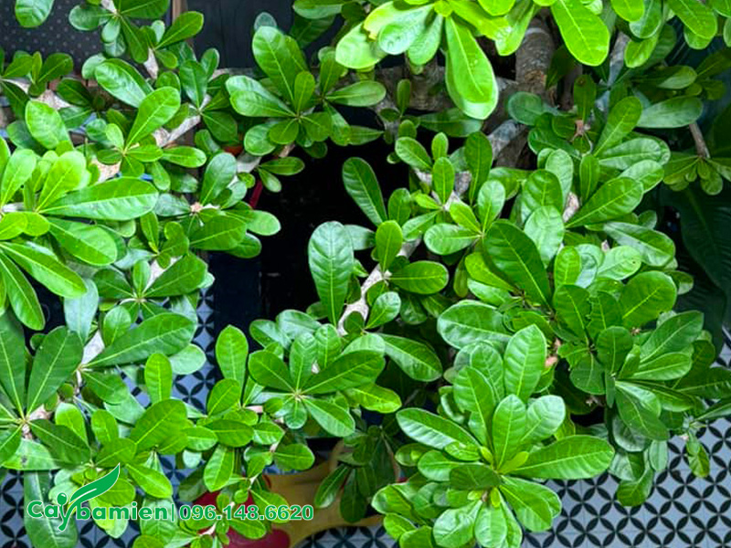 Hình dáng tán lá cây Đào Tiên