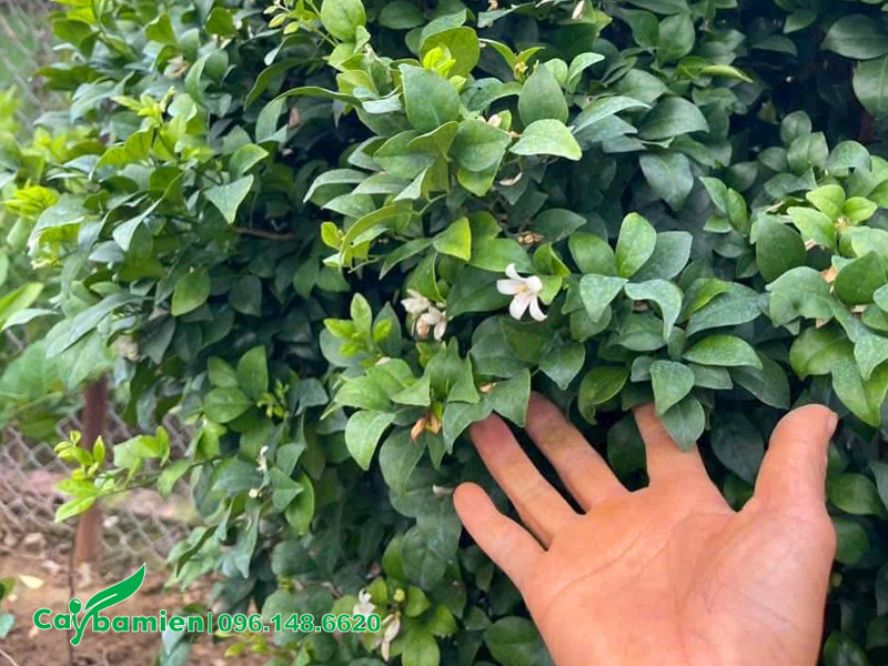 Tán lá của cây Nguyệt Quế lá lớn