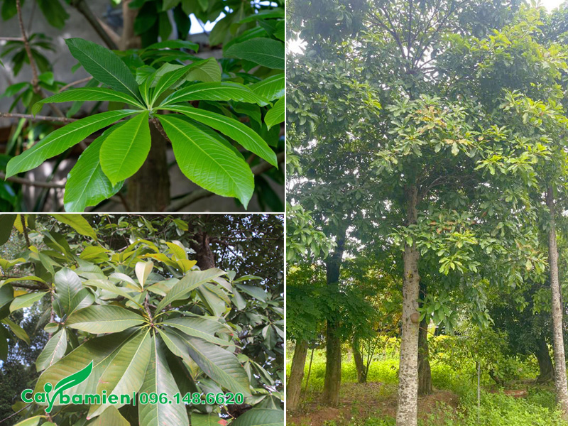 Hình thái và màu sắc lá của cây sala