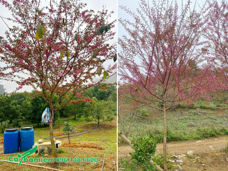 Hoa nở hồng rực cả tán cây, chồi non cũng bắt đầu ra