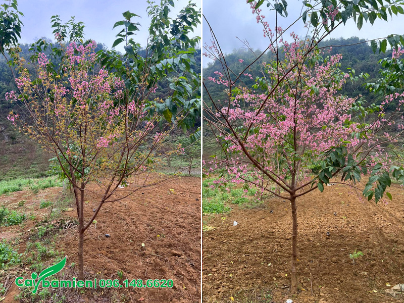 Vườn Mai Anh Đào ở Đà Lạt