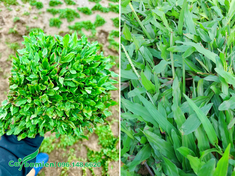 Cỏ lá gừng trồng công trình được tuyển chọn kỹ lưỡng, khỏe đẹp, không sâu bệnh