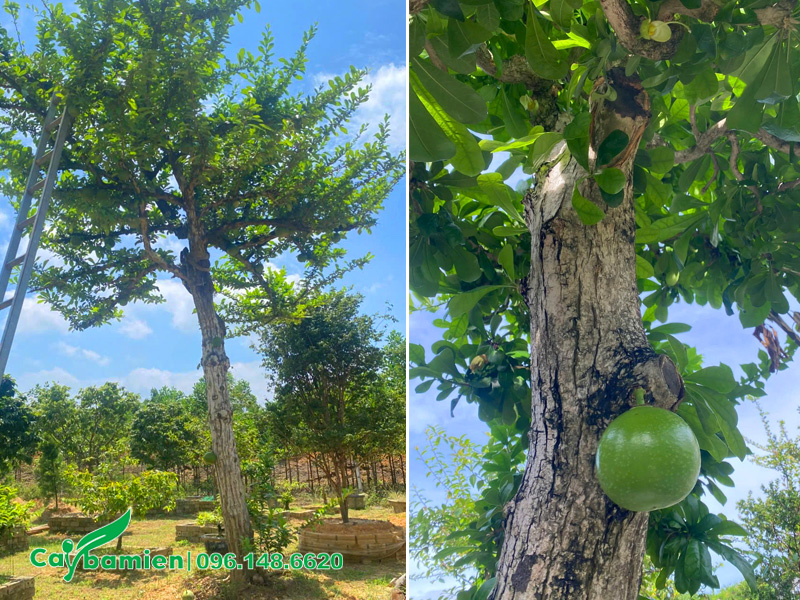 Cây Đào Tiên công trình chiều cao 5m