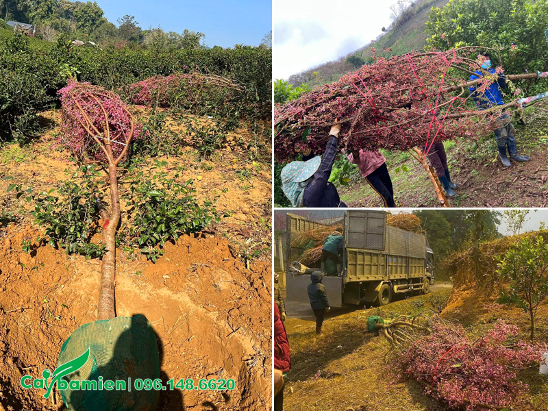 Vận chuyển số lượng lớn cây mai anh đào sẵn hoa, kích thước lớn