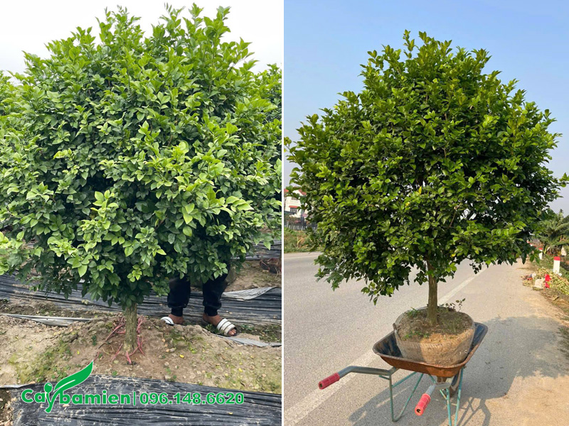 Bứng bầu cây Nguyệt Quế trưởng thành, thoát thân 50cm, đường kính tán 2m