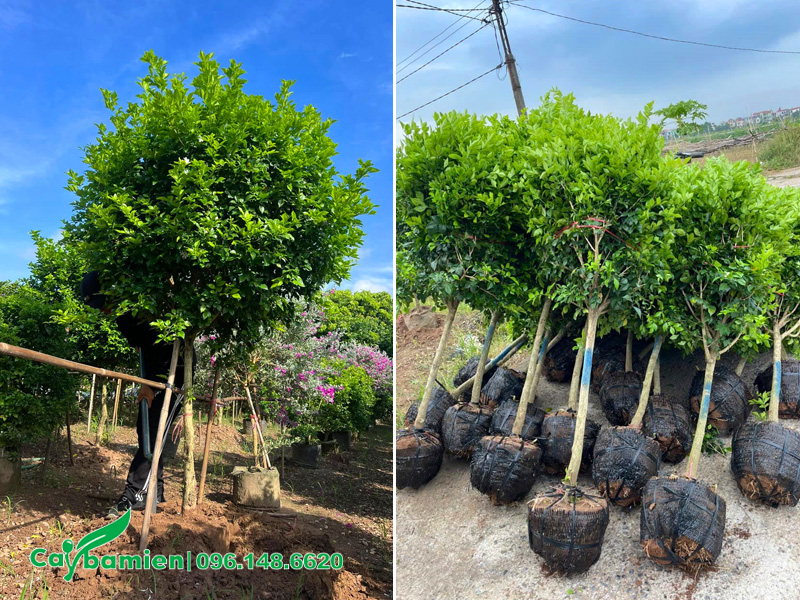 Bứng số lượng lớn cây Nguyệt Quế thân tree, thoát thân cao 1m
