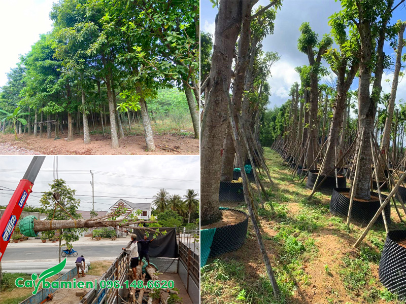 Cung cấp số lượng lớn cây sala công trình khỏe đẹp, thân thẳng