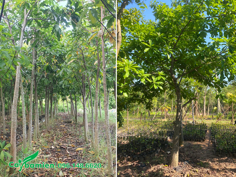 Vườn cây sala quy mô lớn, cây đường kính gốc từ 5 - 15cm