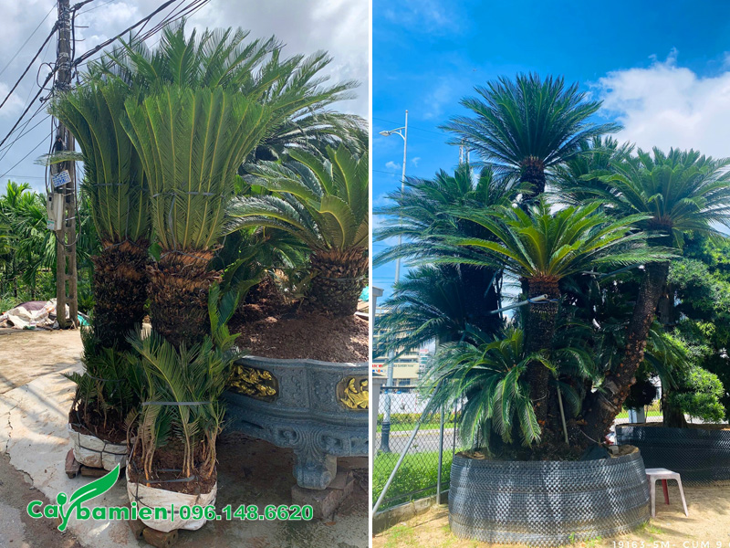 Vạn Tuế cổ thụ thân cao từ 1m trở lên, loại 1 thân và nhiều thân