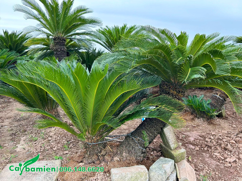 Vườn cây Vạn Tuế lâu năm ấn tượng với loại hai thân dáng nghiêng độc đáo