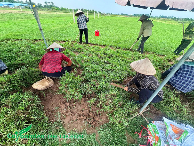 Thu hoạch cỏ lá tre tại nhà vườn