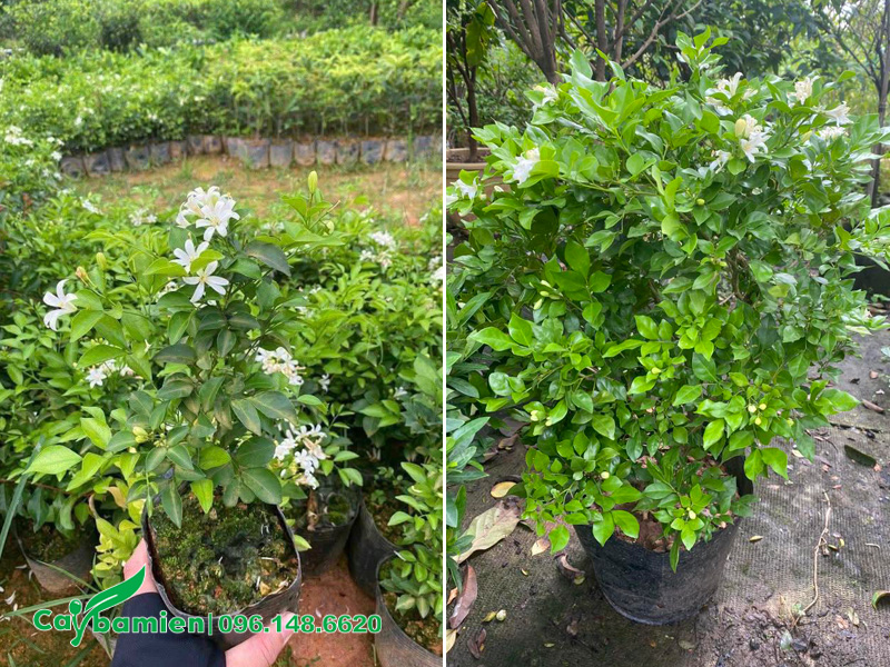 Cây Nguyệt Quế trồng hàng rào sân vườn, công trình