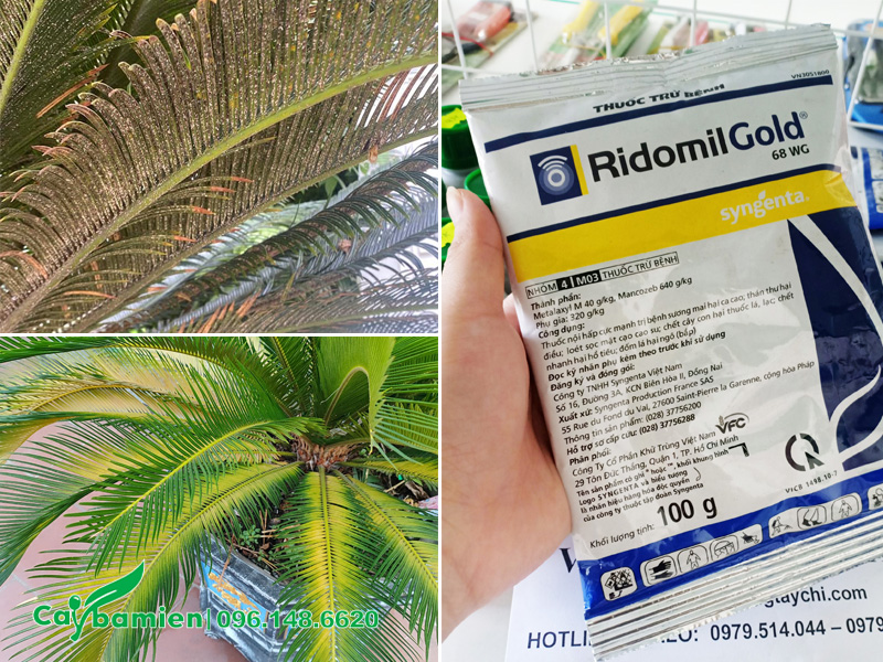 Rệp sáp và vàng lá là hai bệnh phổ biến ở cây Vạn Tuế