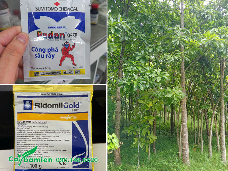 Các loại thuốc phòng rệp và nấm cho cây sala
