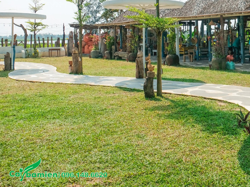 Thảm cỏ lá gừng trồng công viên đang có hiện tượng bị vàng lá