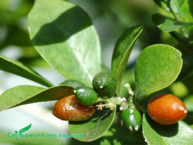 Quả chín đang dần chuyển từ màu xanh sang màu cam, rồi chuyển sang đỏ