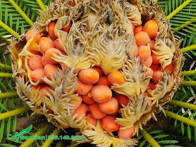 Chùm quả (hạt) của cây vạn tuế có màu cam, bên ngoài phủ một lớp phấn mỏng